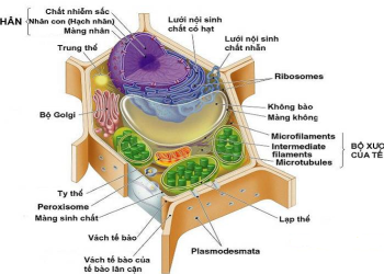 Mô hình tế bào thực vật từ cơ bản đến phức tạp