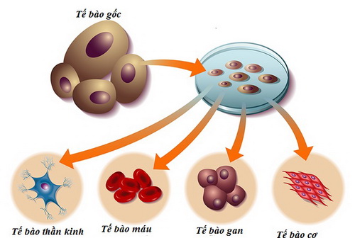 Công nghệ tế bào gốc tạo thành các cơ quan của cơ thể