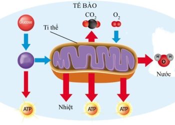 Khái niệm Hô Hấp Tế Bào Là Gì? Phương trình, Sản phẩm, Vai trò