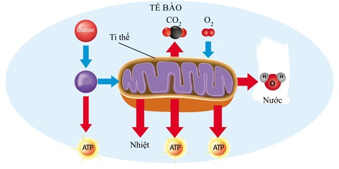 Hô hấp tế bào là gì? Sơ đồ hô hấp tế bào