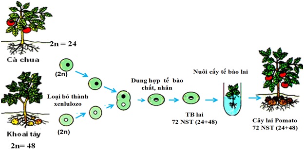 công nghệ tế bào - nuôi cấy mô