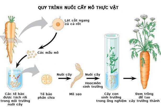 Quy trình công nghệ nuôi cấy mô tế bào thực vật