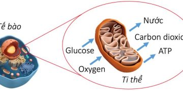 Sản phẩm của hô hấp tế bào bao gồm?