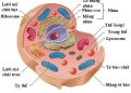 Cấu tạo và chức năng của Tế Bào Động Vật