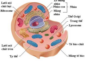 Cấu tạo và chức năng của Tế Bào Động Vật