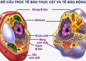 So sánh tế bào động vật và tế bào thực vật