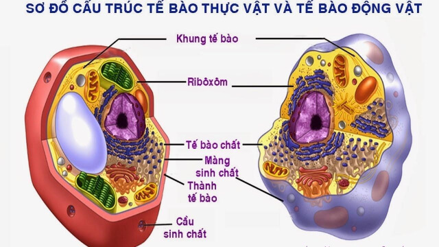 Sự giống và khác nhau giữa tế bào động vật và tế bào thực vật