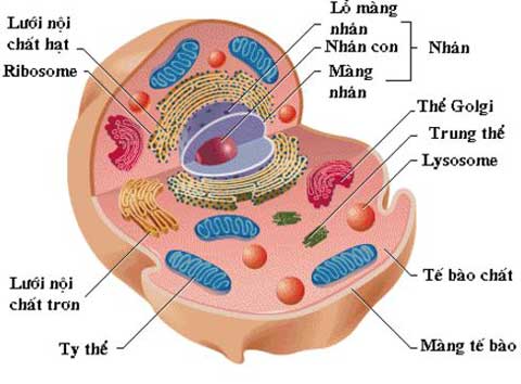 Cấu tạo tế bào động vật