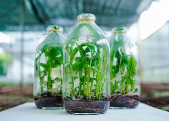 Ý nghĩa của công nghệ nuôi cấy mô tế bào là gì?