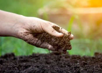 Đất trồng là lớp bề mặt … của vỏ Trái Đất