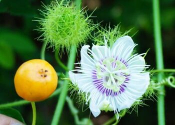 Cây nhãn lồng – Đặc điểm, công dụng, cách dùng các bộ phận